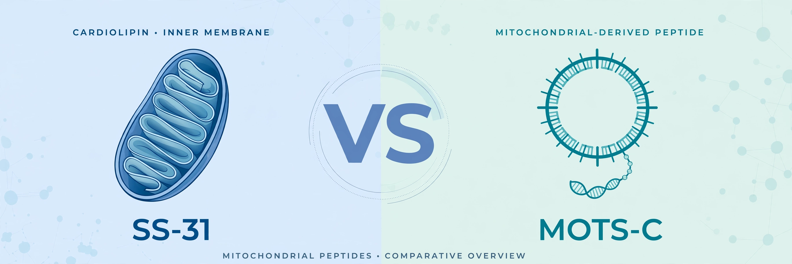 SS-31 vs MOTS-C: Two Mitochondrial Peptides, Two Research Angles